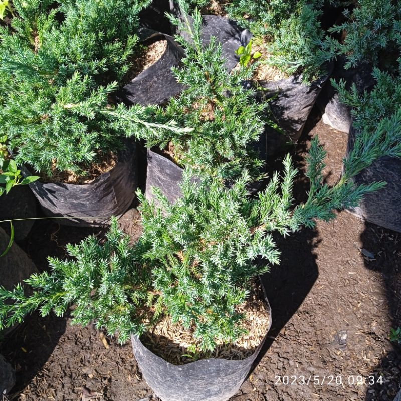 cemara bajul/cemara buaya