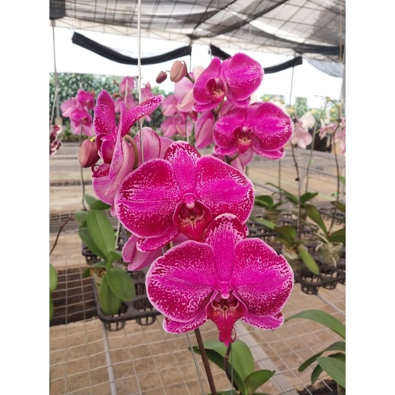 ANGGREK BULAN PREMIUM JUMBO