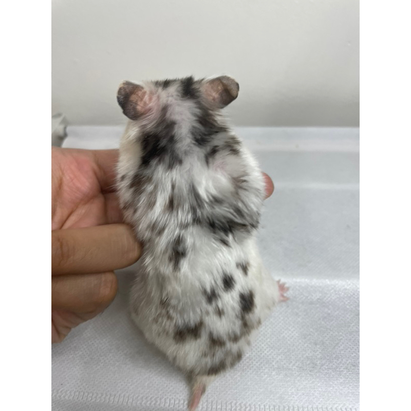 HAMSTER TERBATAS Hamster Syrian Fujiyama Betina siap kawin