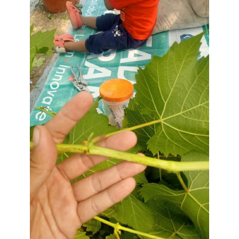 fresh 1kg ENTRES ANGGUR IMPORT/ANGGUR/ENTRES/ANGGUR IMPORT/BUAH