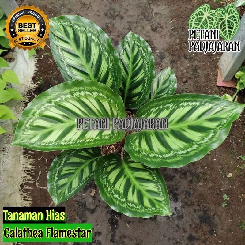 Tanaman Hias Calathea Flamestar - Calathea Flamestar