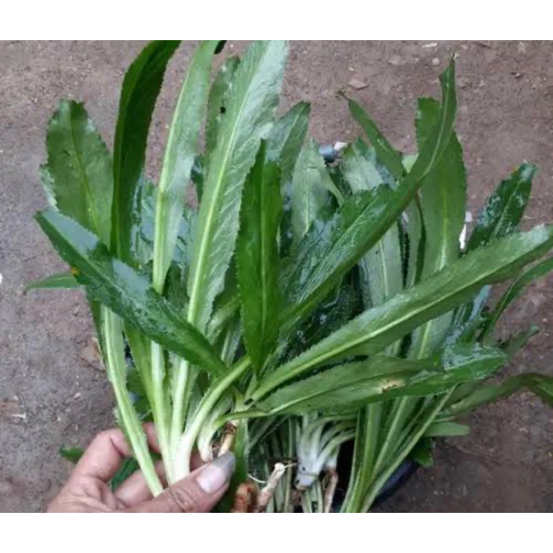 

Daun walang sangit segar isi 25 pohon plus akar-az