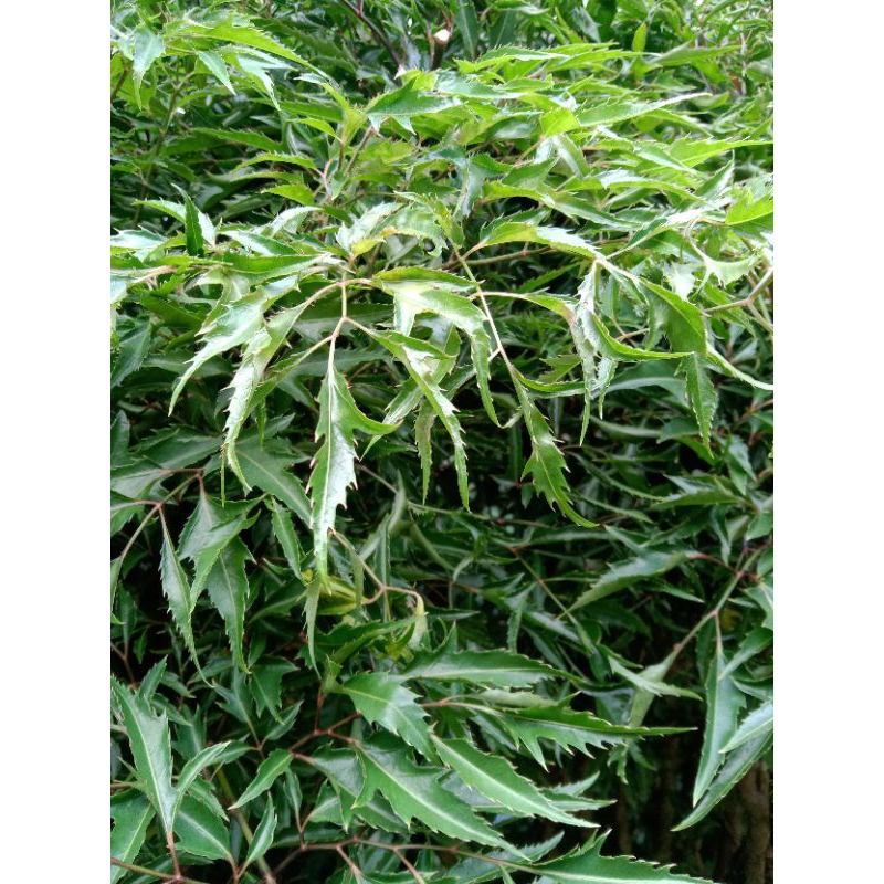 

daun berlangkas segar 1kg