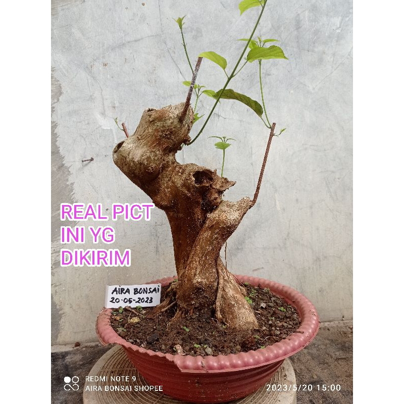 bahan bonsai wahong gunung dongkelan