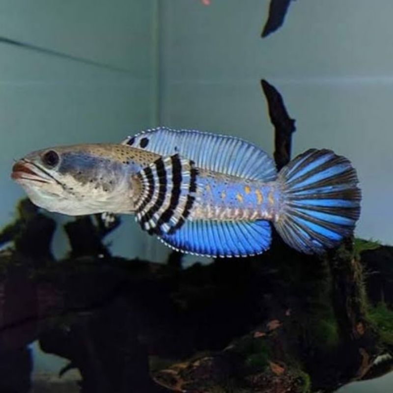 

CHANNA BLUE PULCRA 3-4 CM . PROMO MURAH PARTAI !!! Bahan Progress. Min 50/100Ekor