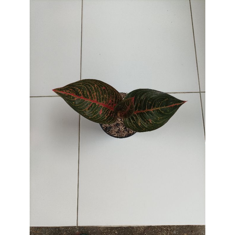 aglaonema Adelia daun 3