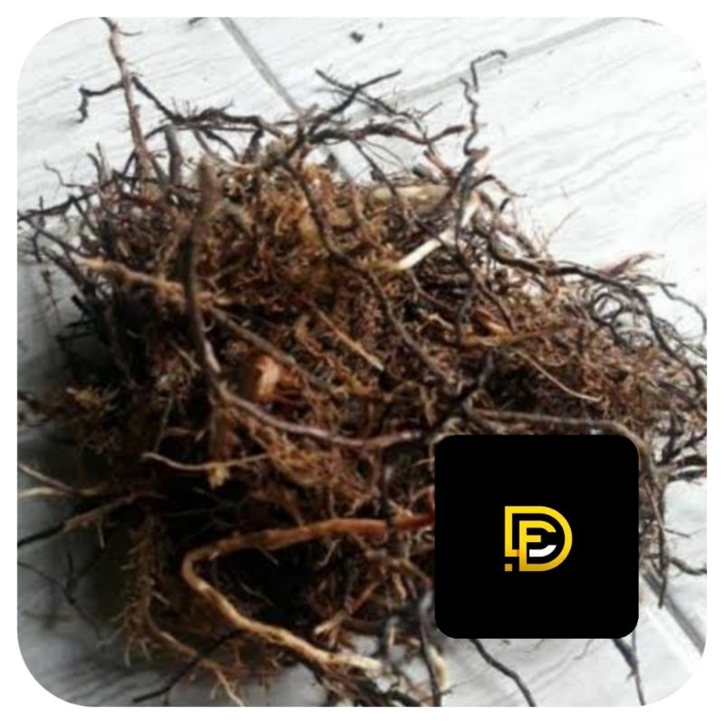 

Akar tebu merah segar organik 100 gram-az