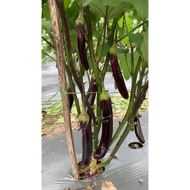 TERMURAH Benih Unggul Terong Ungu F1 Benih kuakitas terbaik