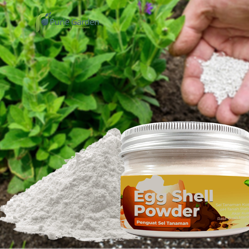 Kalsium Tanaman Egg Shell Penguat Sel PG KDR