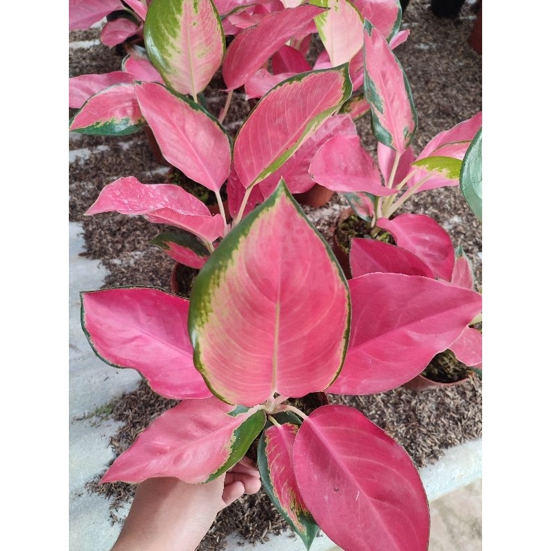 TANAMAN HIAS AGLONEMA RED CHERRY