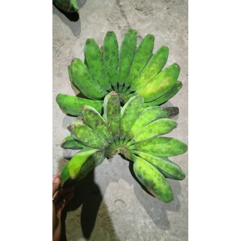 plastik bungkus buah tanggung