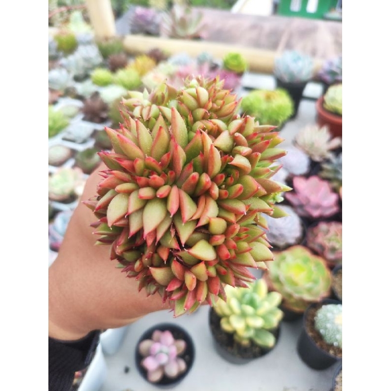 echeveria agavoides mundy cristata