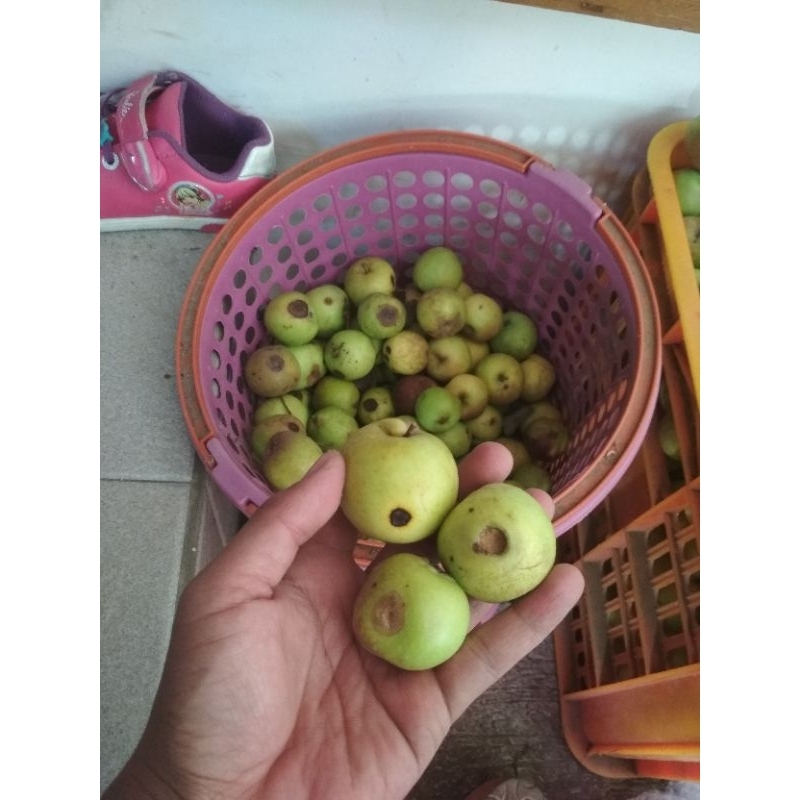 

apel REJECT(SORTIRAN) manalagi mini 1kg murah
