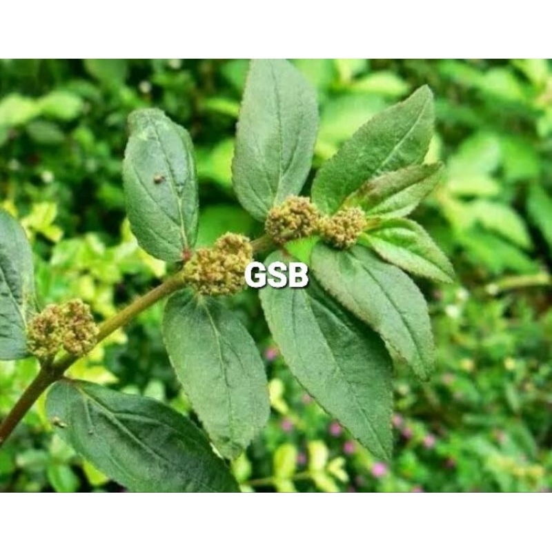 

Daun patikan kebo segar 250 gram