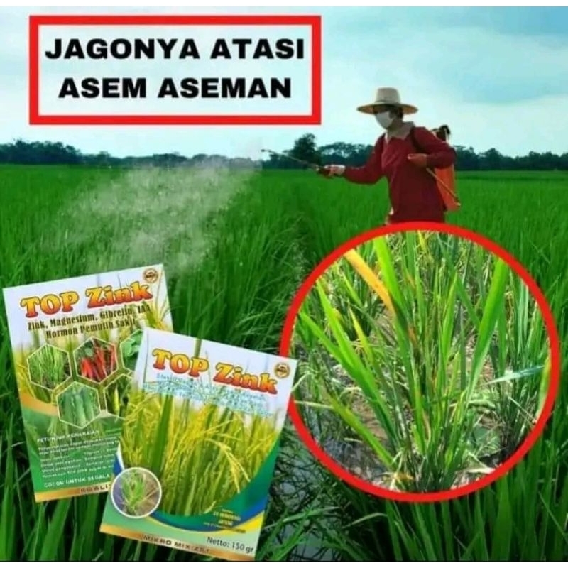 TOP ZINK (ORIGINAL pupuk terbaik atasi asem2an,memperbanyak anakan padi)