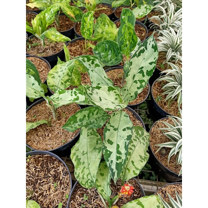 aglaonema pictum bicolor