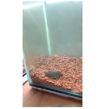 andrao gondrong pelet / andrao full pelet / andrao super gondrong 7 cm / andrao super gondrong 8 cm 