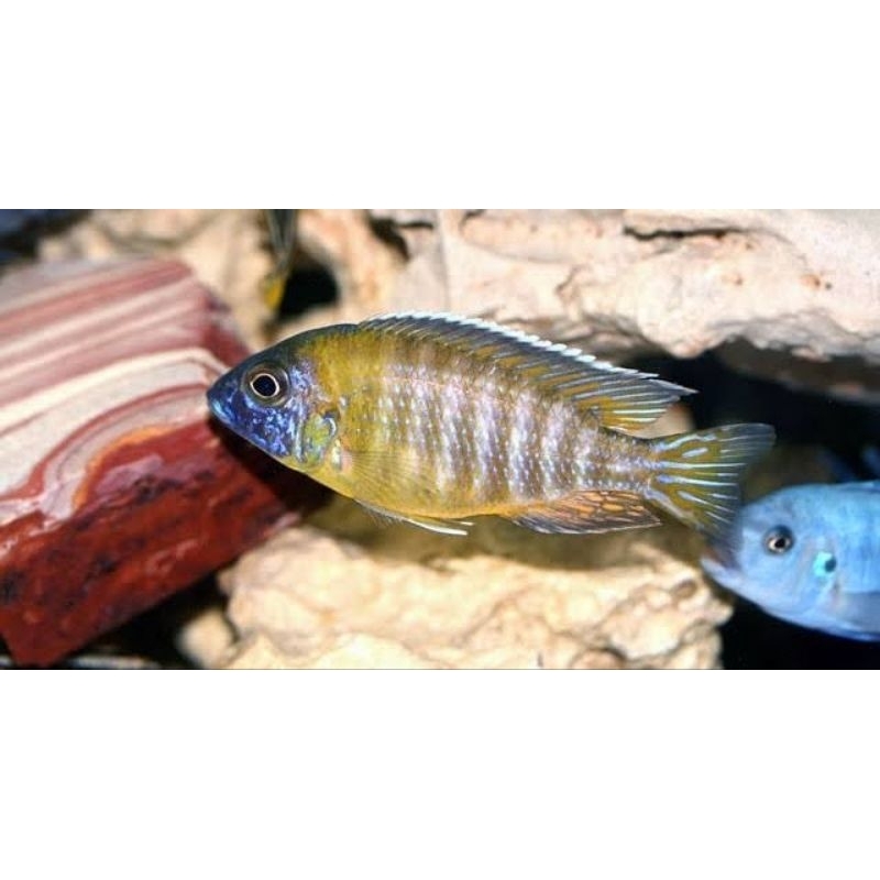 cichlid aulunocara baenschi benga