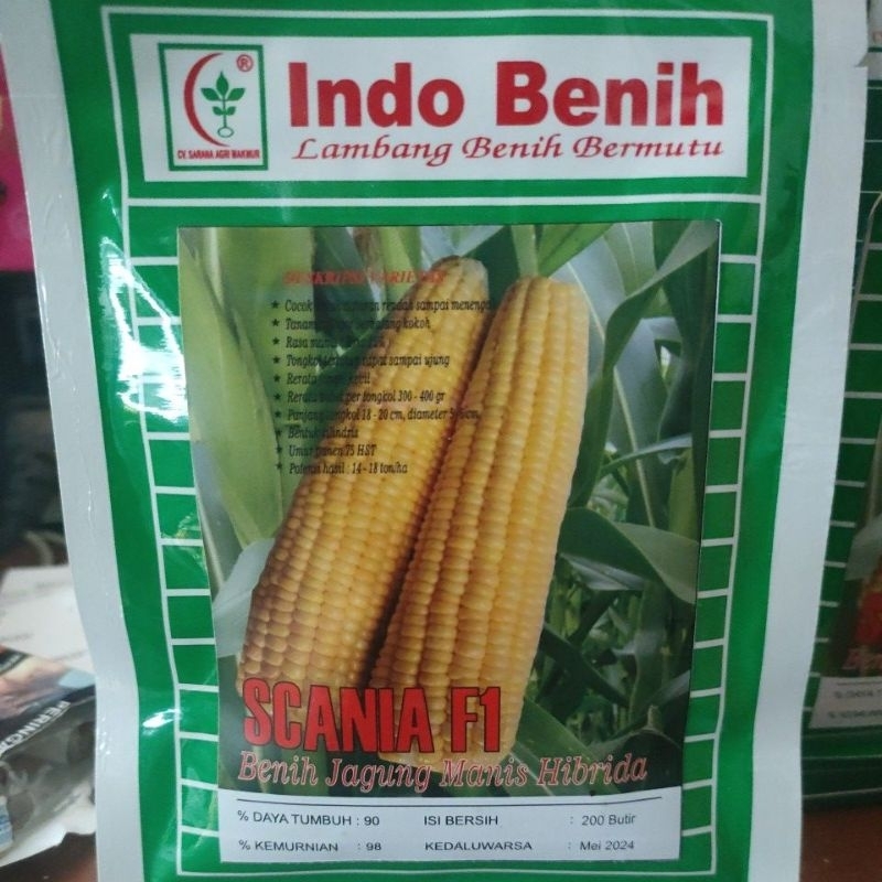 

jagung manis Scania F1