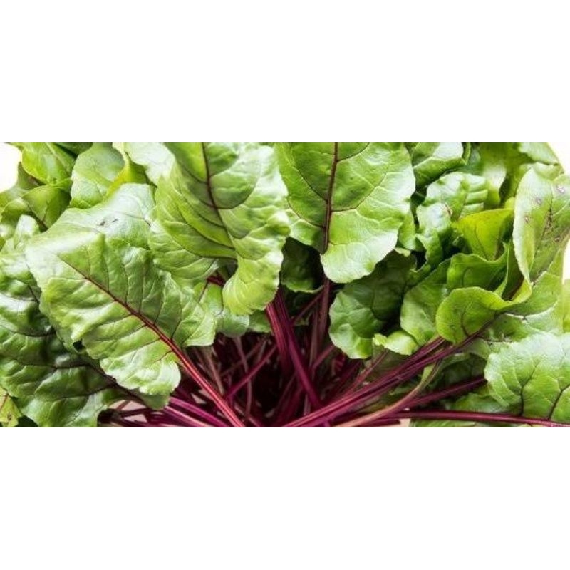 

daun bit organik 200 gr