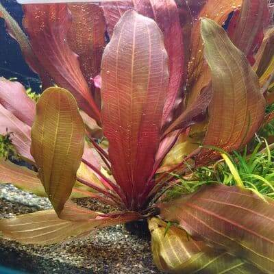 Echinodorus Big Bear ( tanaman aquascape merah easy )