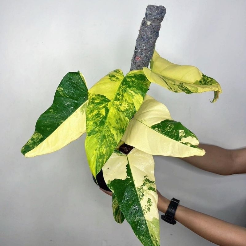 Tanaman Hias Philodendron Domesticum Variegata mewah / Philo domes varigata / pilo dome var varigate