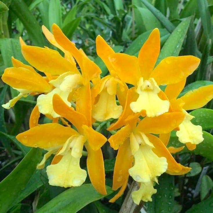 Anggrek C. guttata var. alba x Gur. aurantiaca CATTLEYA TAIWAN remaja / dewasa (sudah berbunga berka