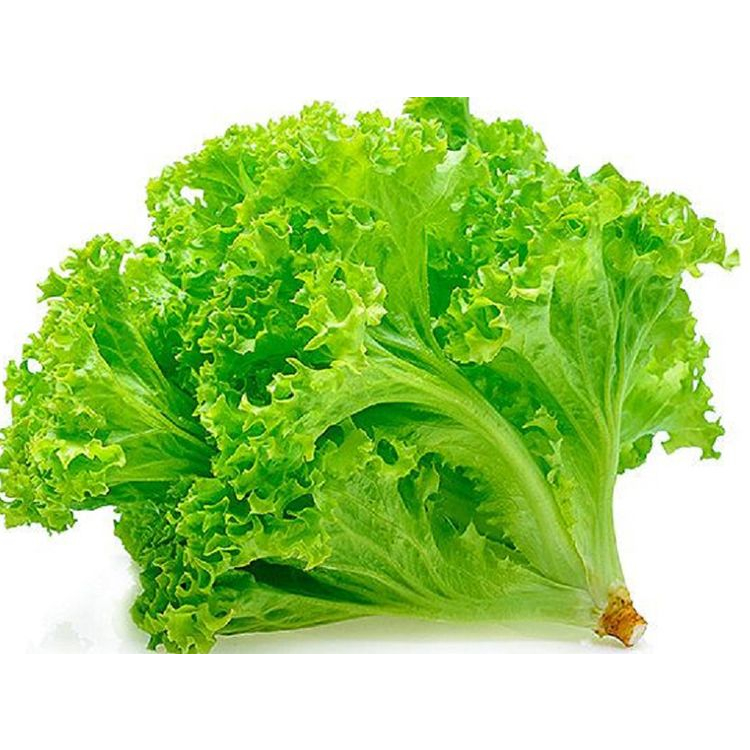 

Daun Selada Keriting Segar Fresh