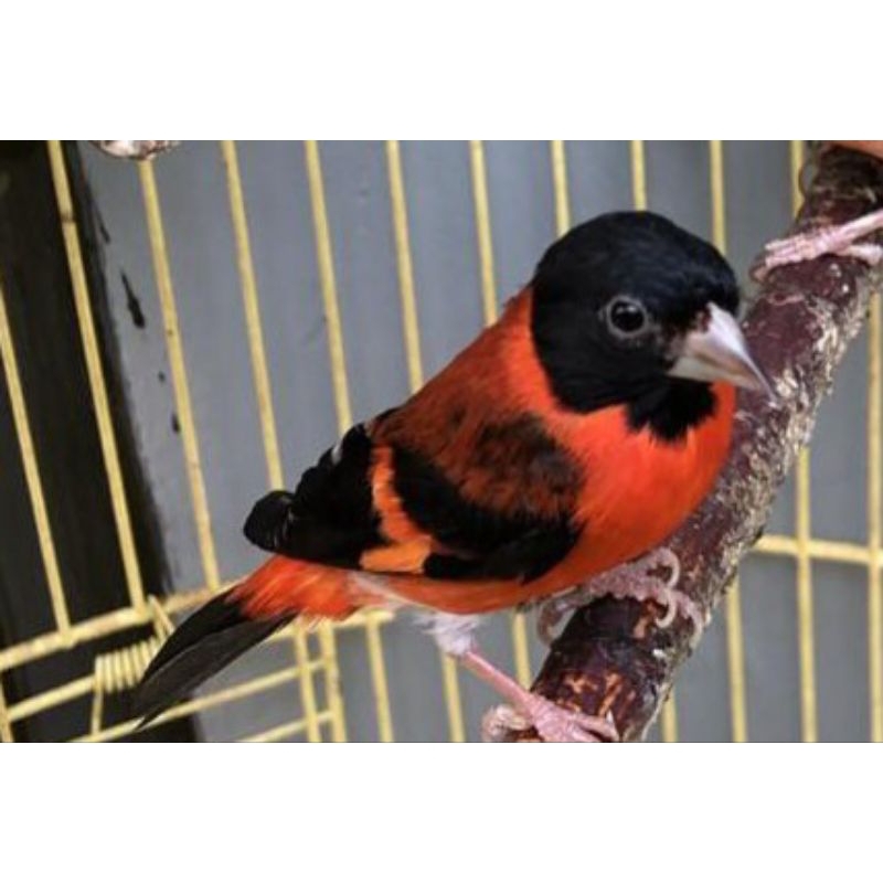 red siskin /sanger / blackthroat