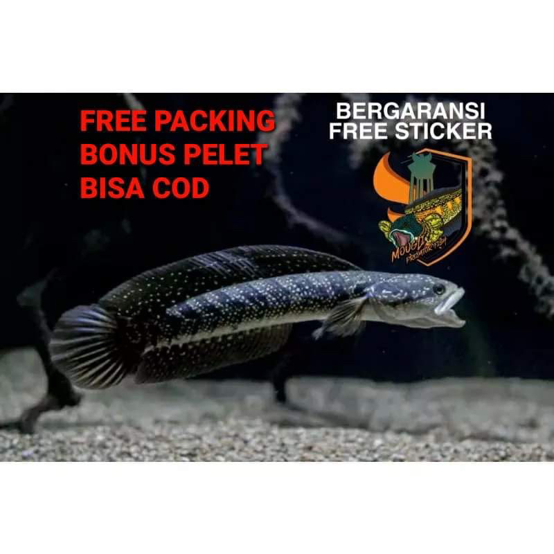 [FREE PELET] tica ws pure FLARING mutiara oke TOP GRADE 8-10 12-15CM