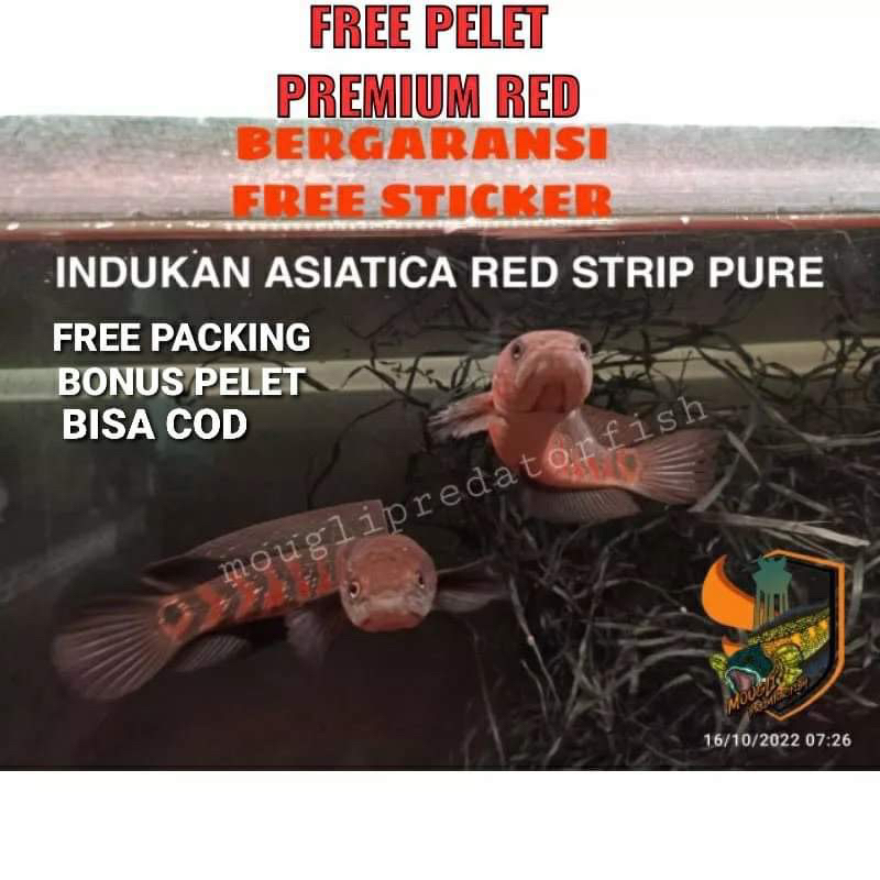[free pelet] Asiatica red strip pure FLARING asli merah 8-15cm top grade free sticker