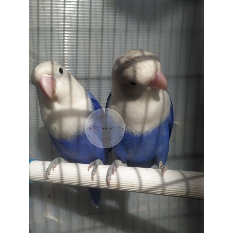 ADEEVAPOINT | Burung Lovebird | Biola Vio | Opaline