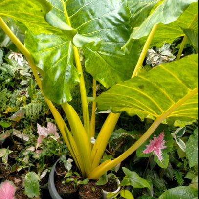 Tanaman Sente Kuning Remaja, Alocasia, Tanaman Hias, Keladi Kuning, sente golden