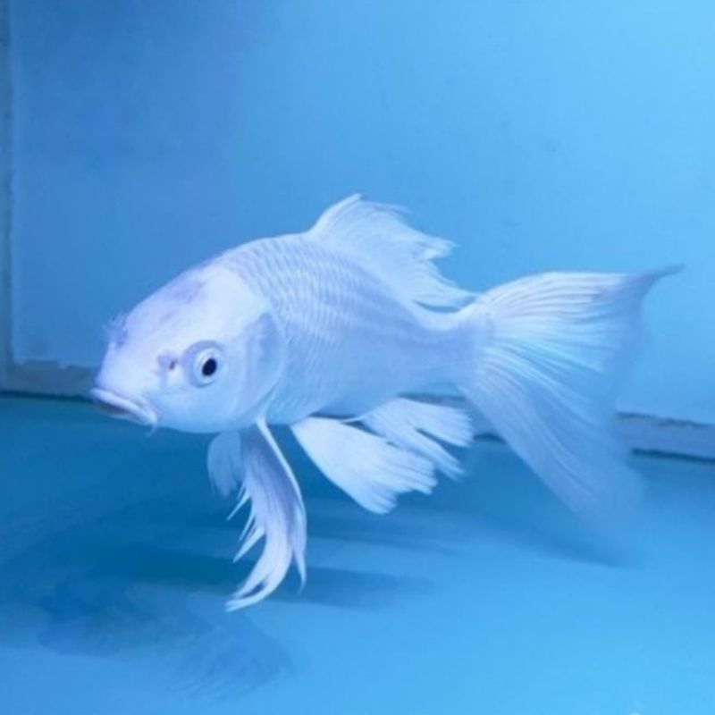 koi platinum slayer kumpay