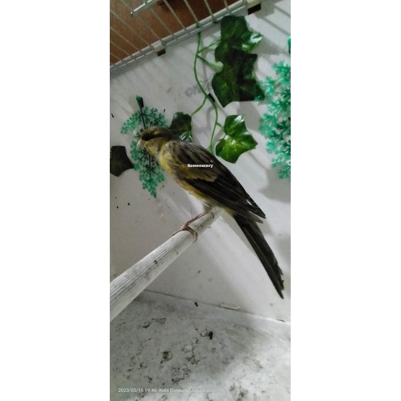 Lukisan kecil 3D burung kenari F1 SF