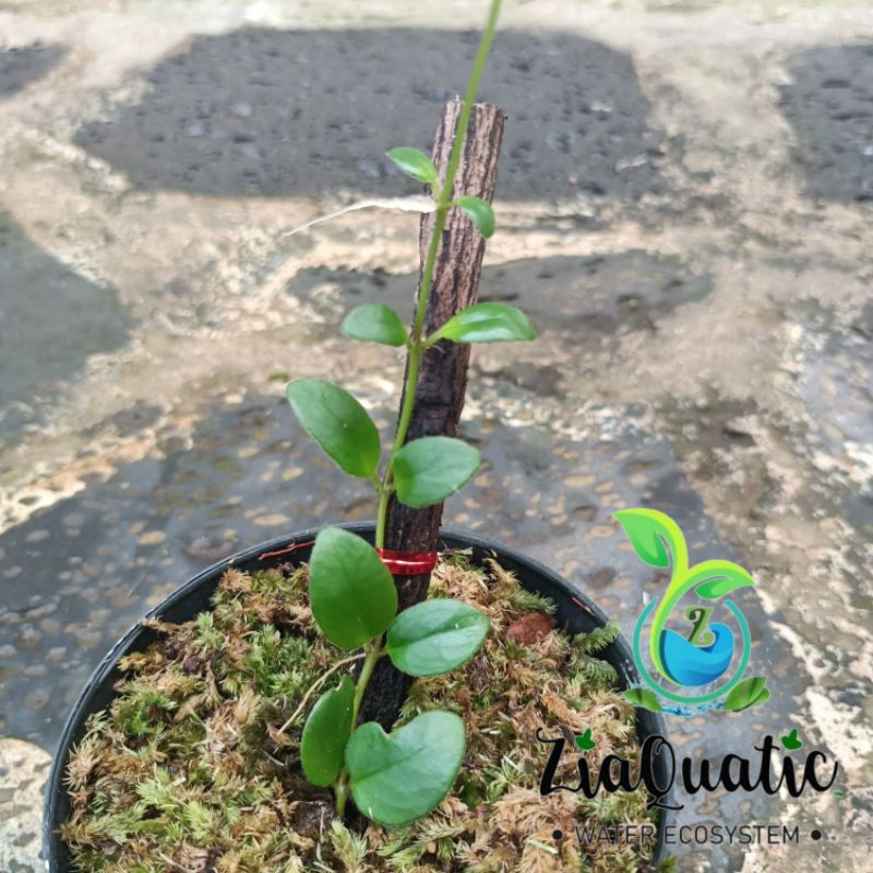 Piper Sp Roundleaf "Jawa" - Tanaman Rambat Paludarium Terrarium Climbingplant