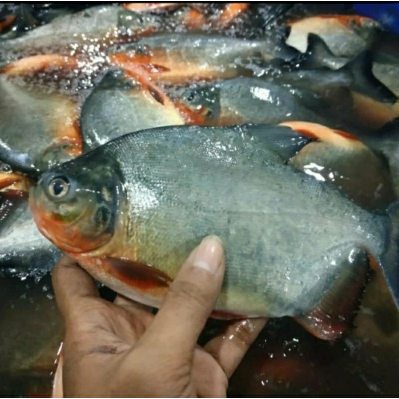 

ikan segar bawal konsumsi ukuran sekilo 3/4,