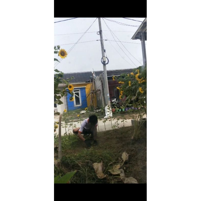 Benih bunga matahari/Biji bunga matahari/Sun flower jumbo