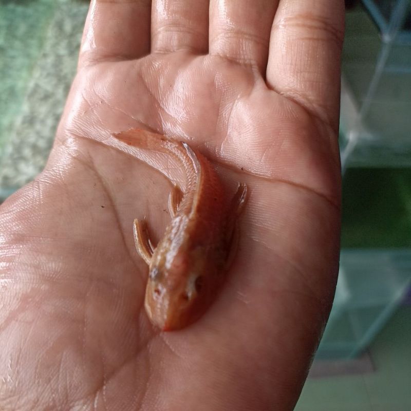 Ikan hias sapu sapu 6cm
