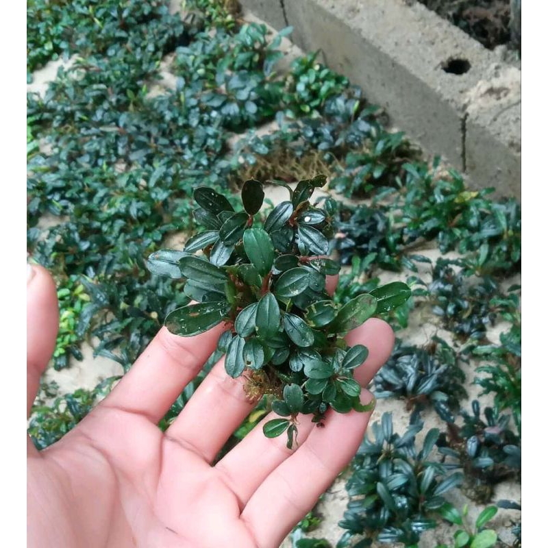 Bucephalandra mini micro melawi porsi clump kecil