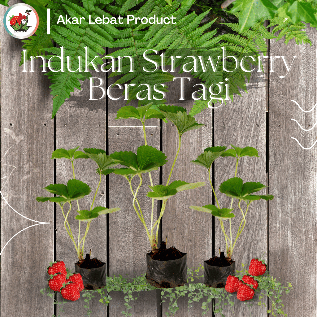 Indukan Tanaman Strawberry Stroberi Berastagi