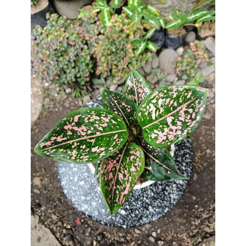 Aglonema Pink dalmation