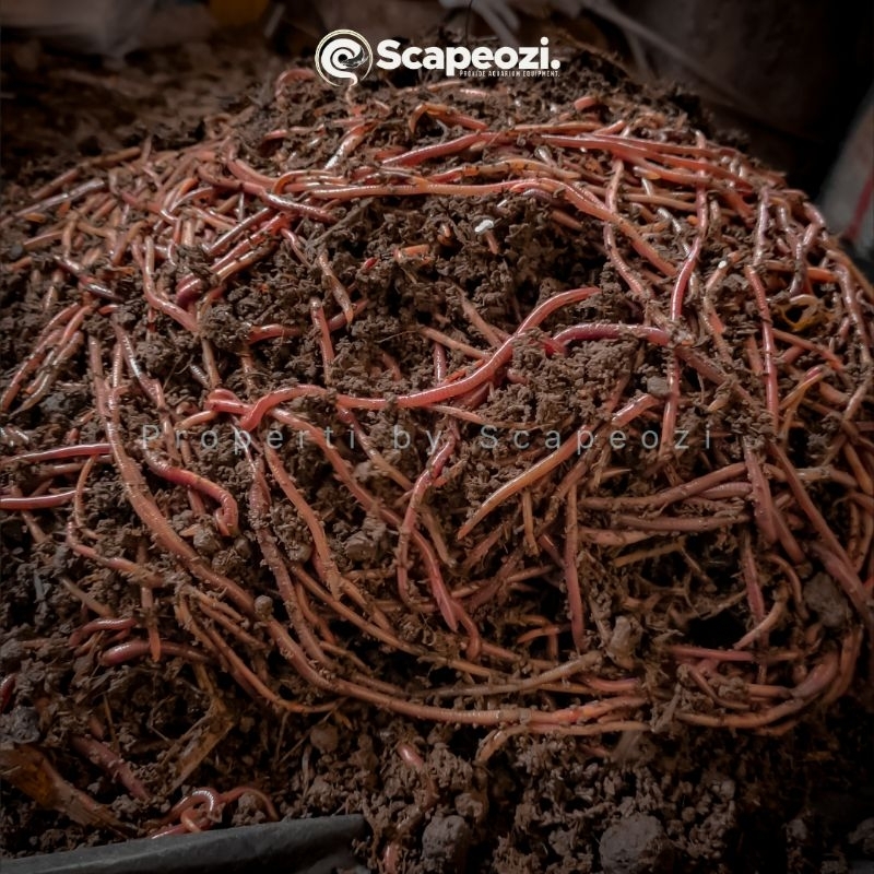 Cacing Tanah // Cacing ANC // Pakan Ikan // Pakan Burung // Umpan Mancing // Cacing Perkilo