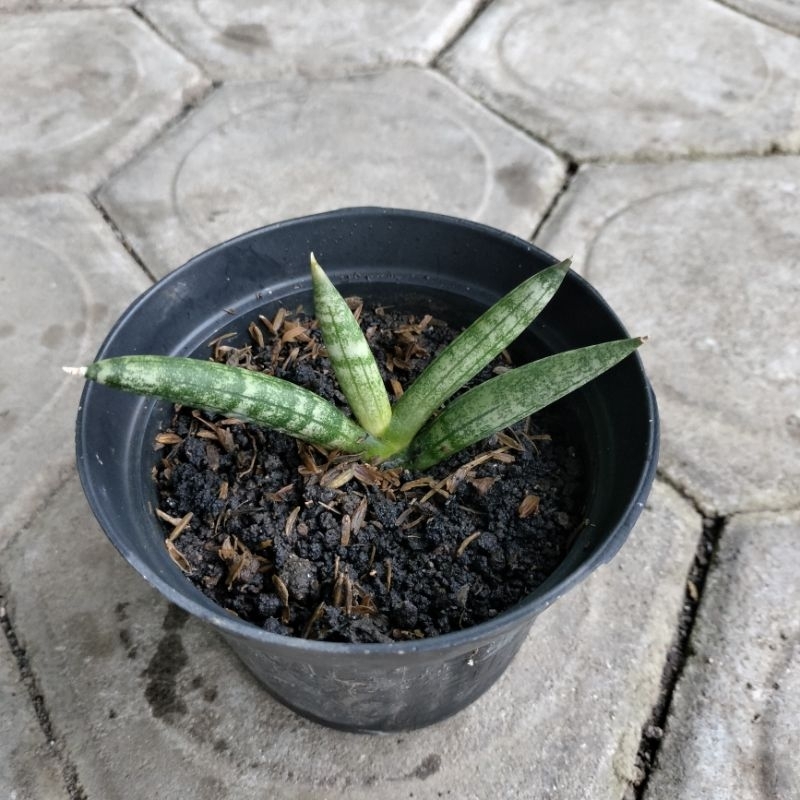 Sansevieria Boncel