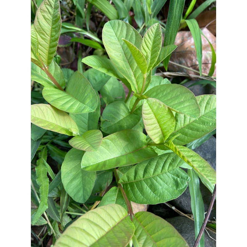 Daun jambu biji muda khusus pucuk daun jambu biji