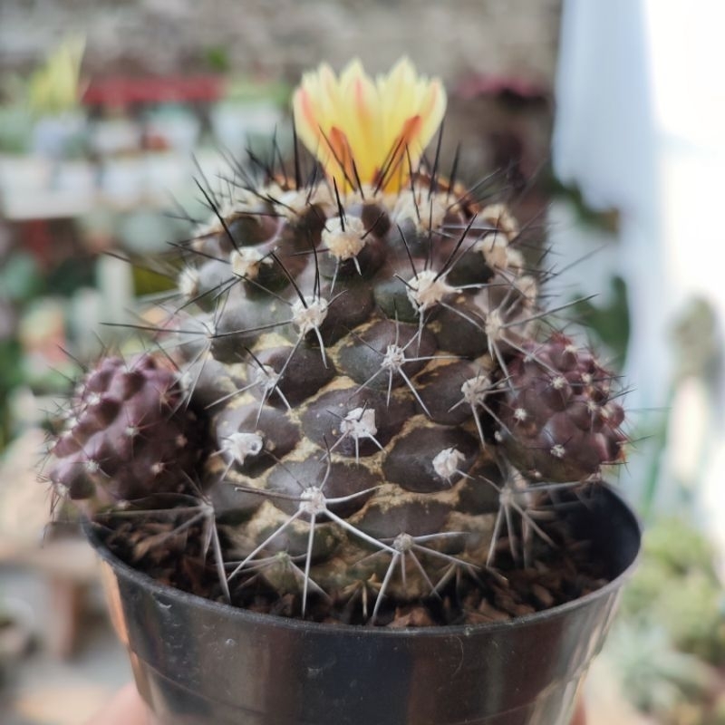 Copiapoa Paposoensis | DP 10cm | Kaktus