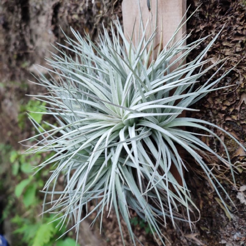 Tillandsia Cotton Candy Cluster