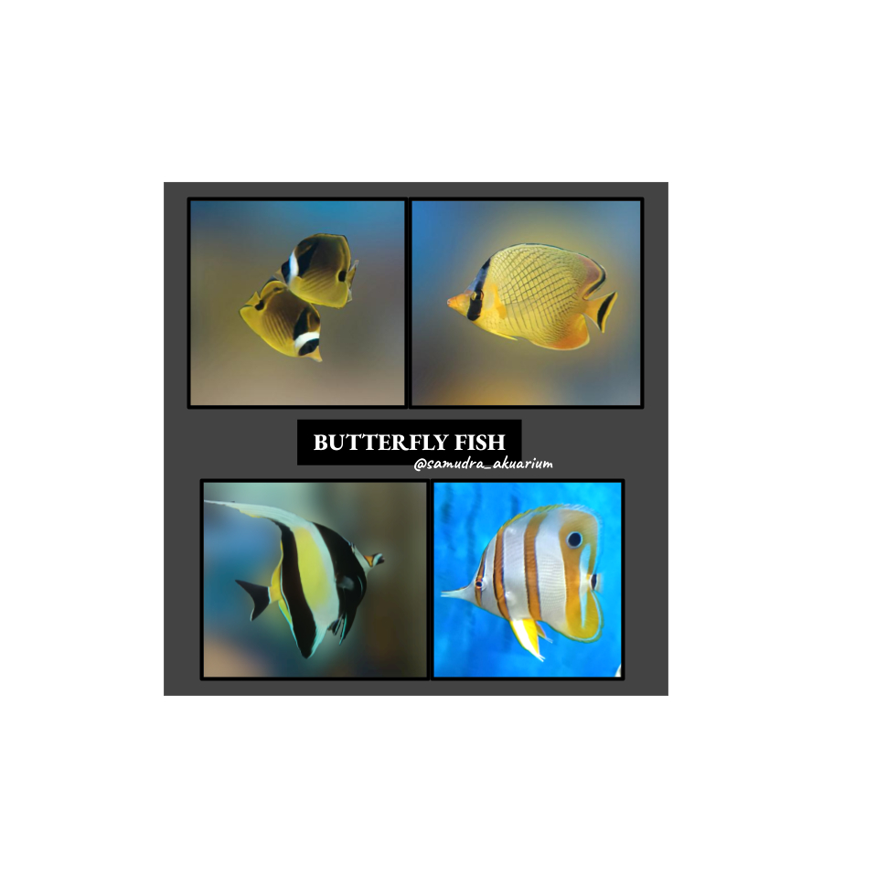 Ikan Hias Air Laut Morish Idol / Angel Fish / Botana / Butterflyfish