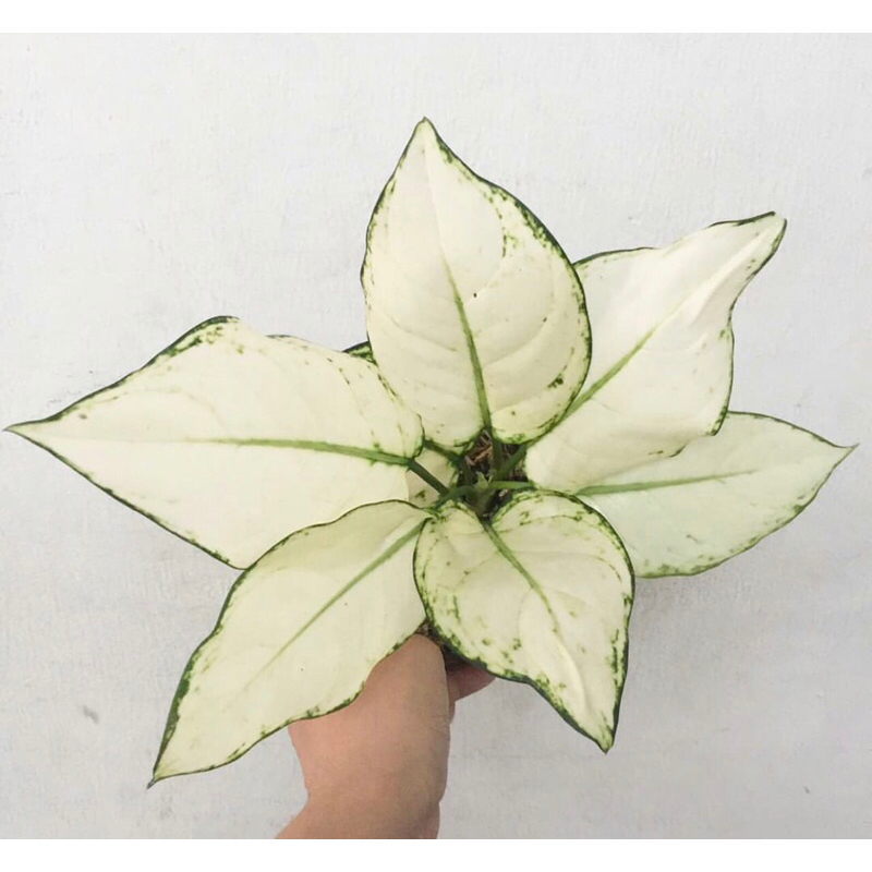 aglonema super white baby - Tanamanhias aglonema superwhite