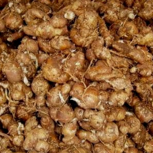 

500GR KENCUR SEGAR